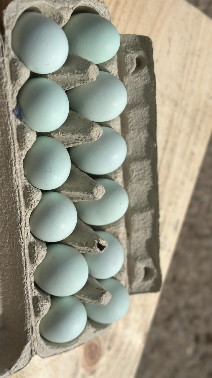 CREAM LEGBAR HATCHING EGGS