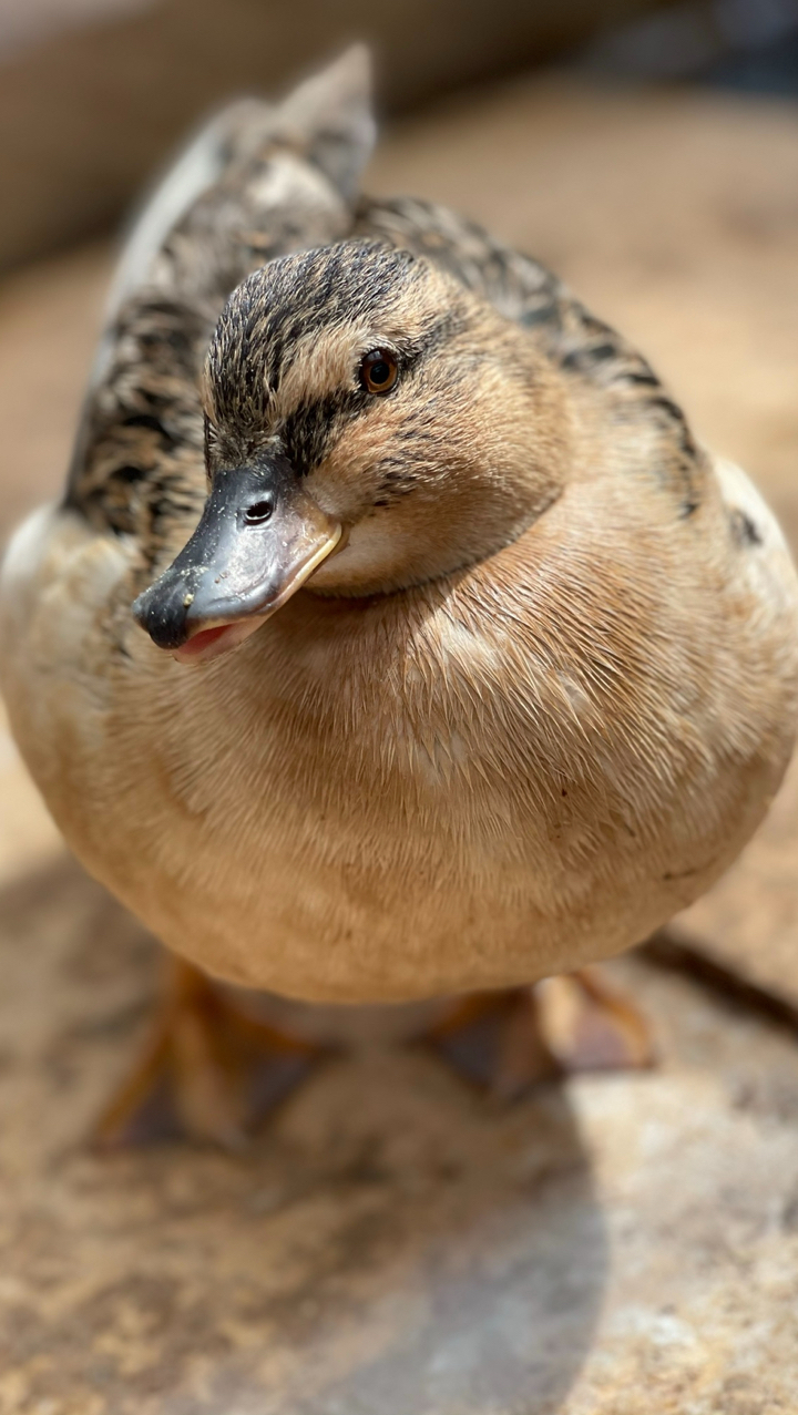 Pair of call ducks - Wanted
