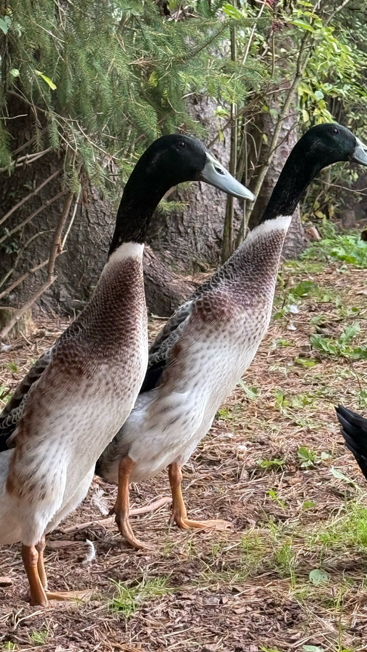 Silver Indian Runner Drakes