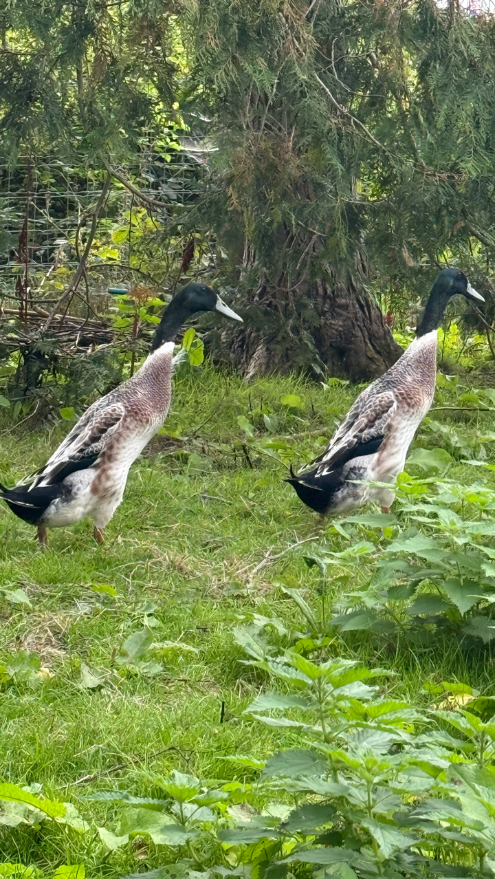 Silver Indian Runner Drakes 2