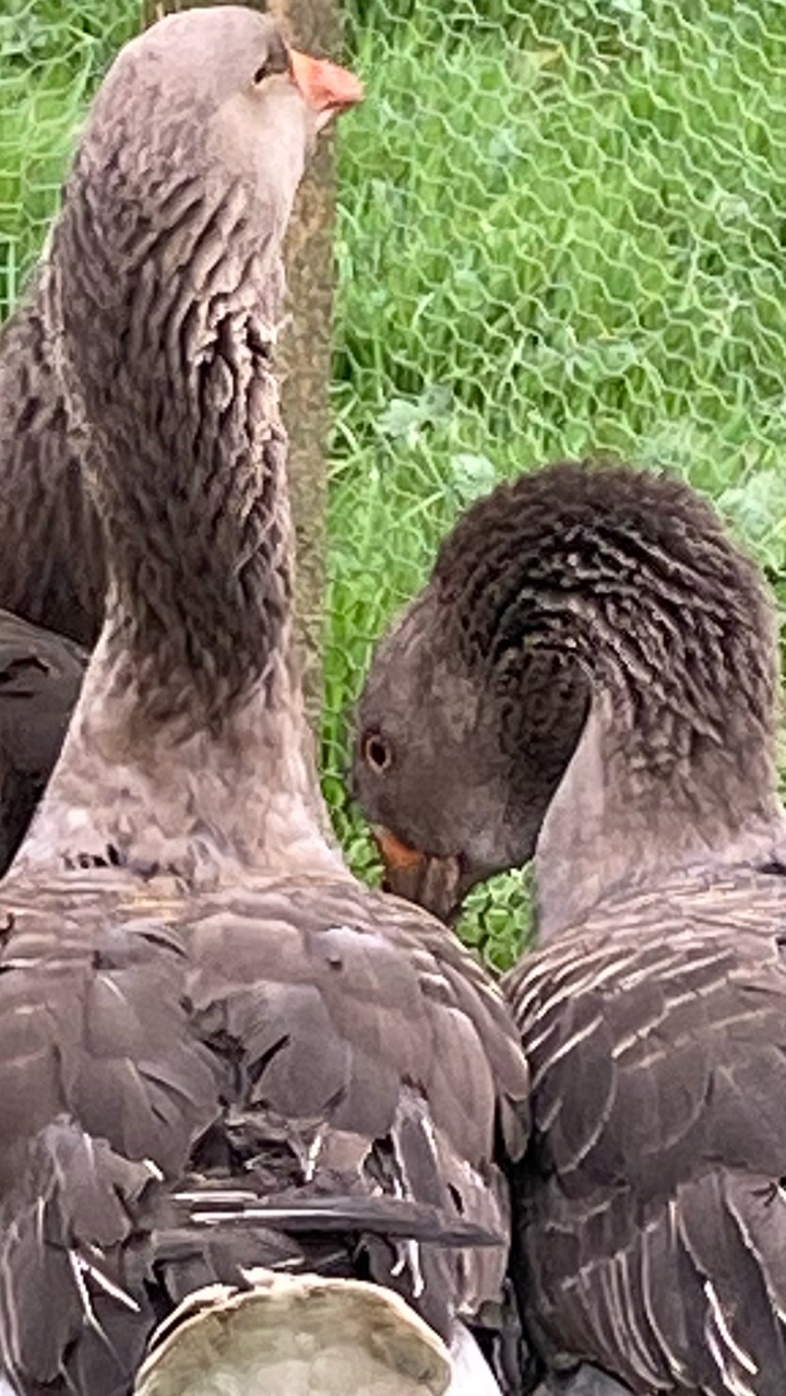 Dewlap Toulouse Gosling
