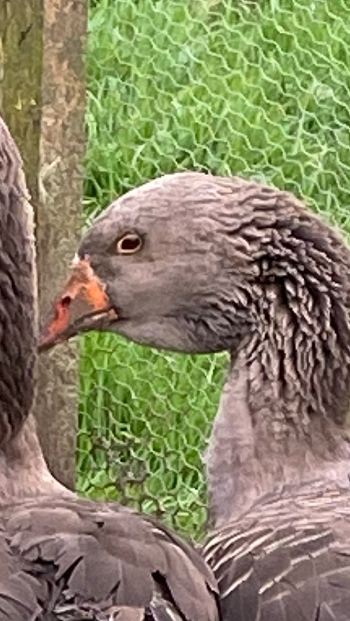 Dewlap Toulouse Gosling 2
