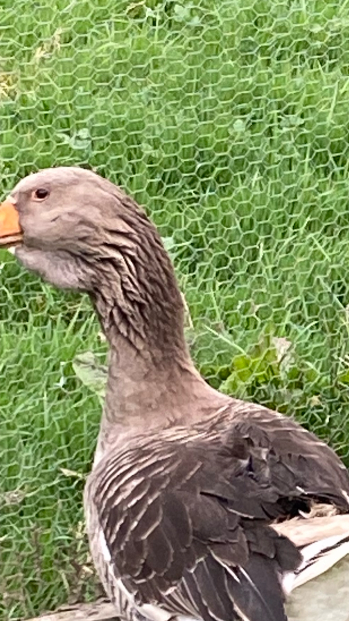 Dewlap Toulouse Gosling 3