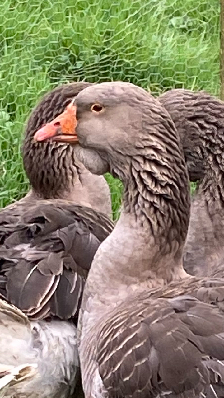 Dewlap Toulouse Gosling 4