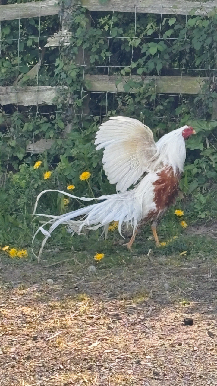 Rare Breed Red shoulder Yokohama large fowl , 6 Hatching Eggs 2
