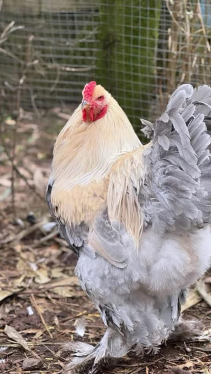 Giant Brahma Hatching eggs Fertility guarantee ! 9