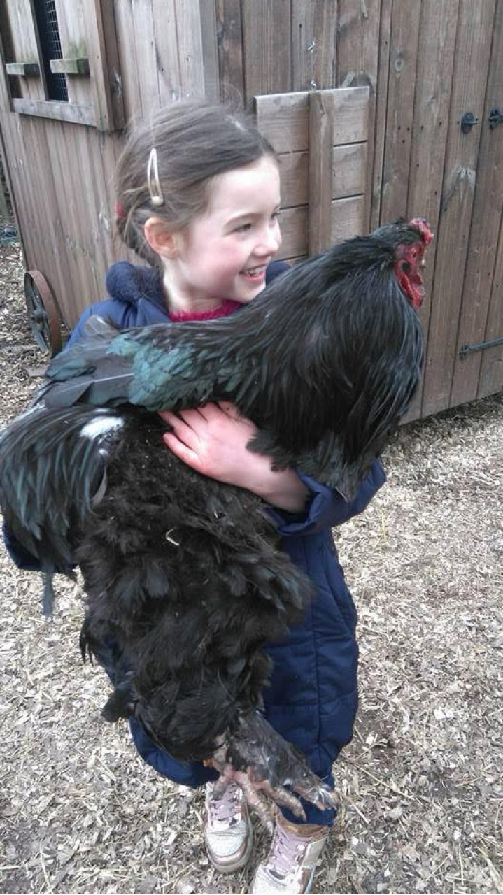 Giant Brahma Hatching eggs Fertility guarantee ! 7
