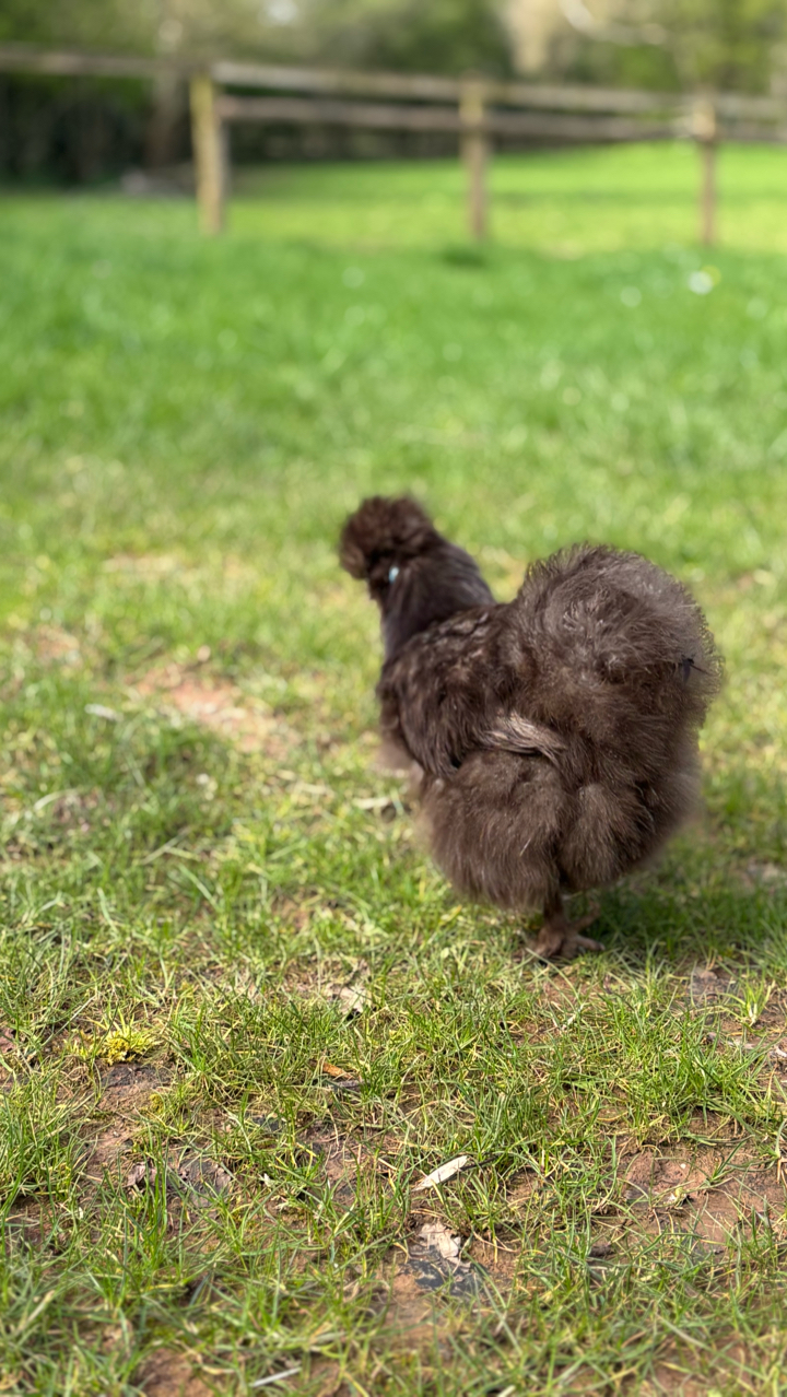 USA Silkie Hens and Chicks 2