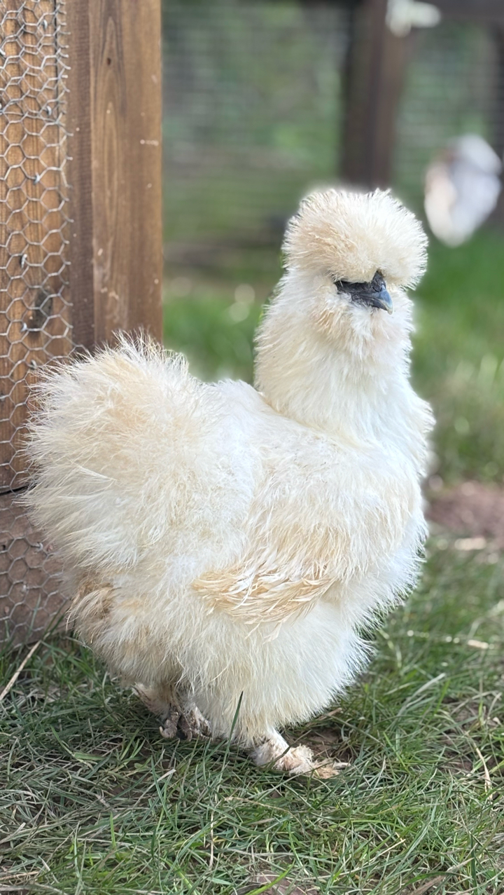 USA Silkie Hens and Chicks