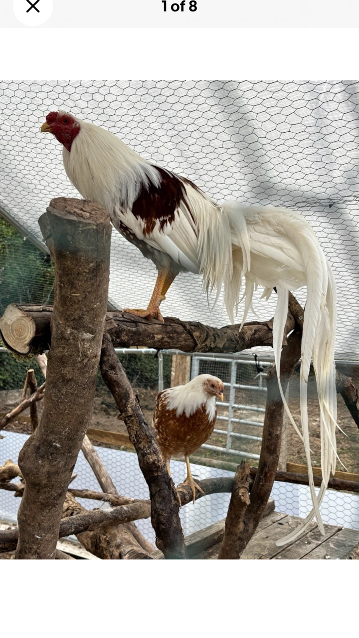 Rare Breed Red shoulder Yokohama large fowl , 6 Hatching Eggs