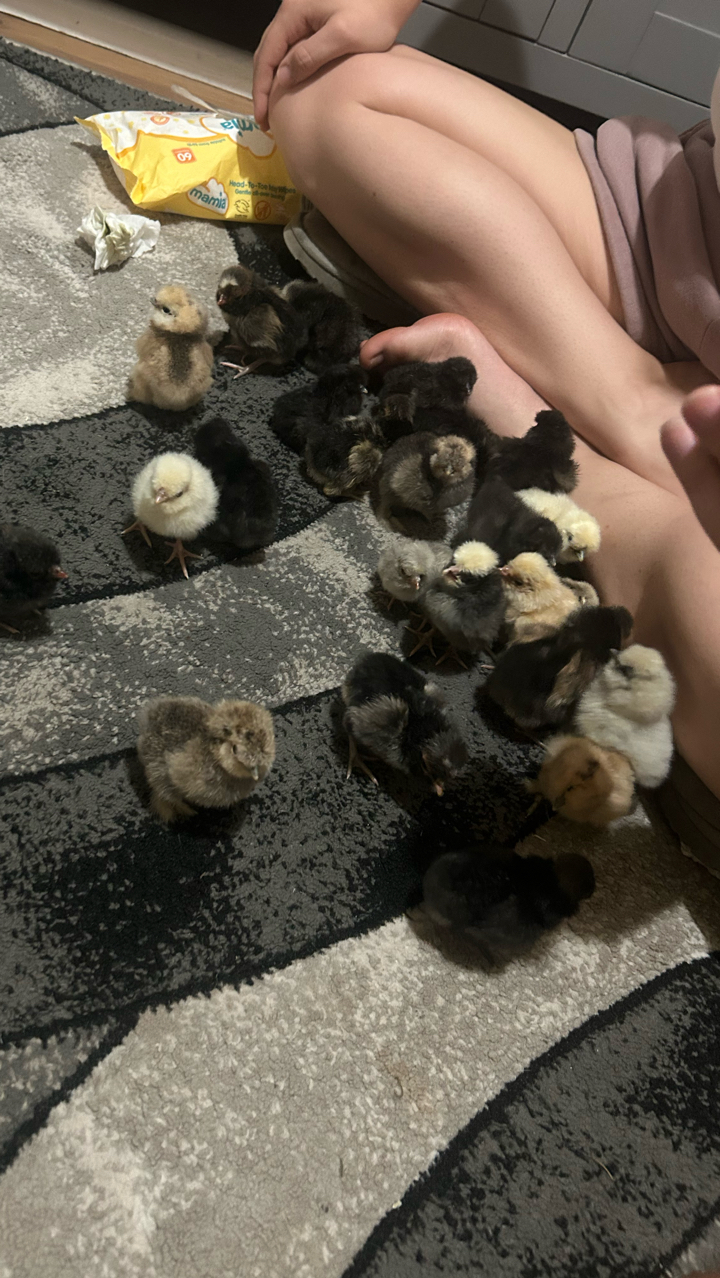 silkie & polish chicks 2