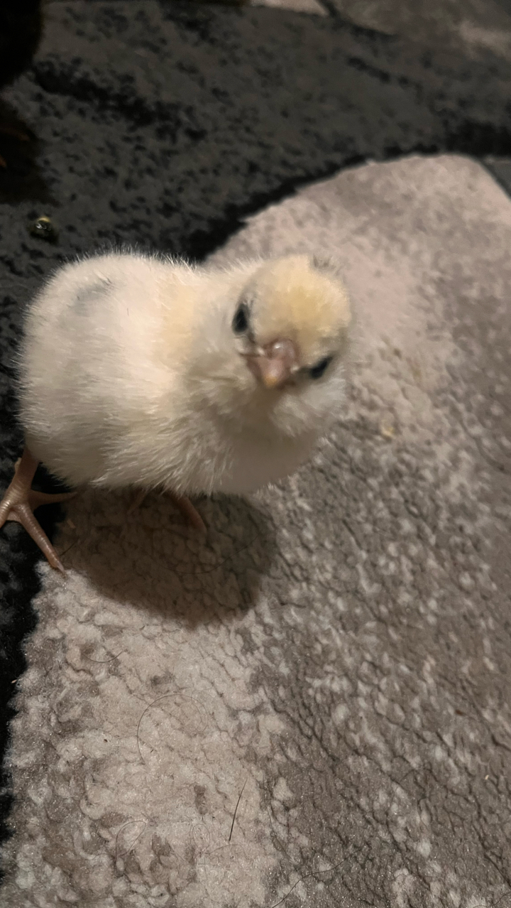 silkie & polish chicks 3