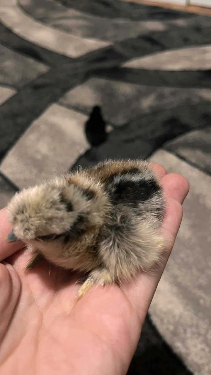 silkie & polish chicks 5