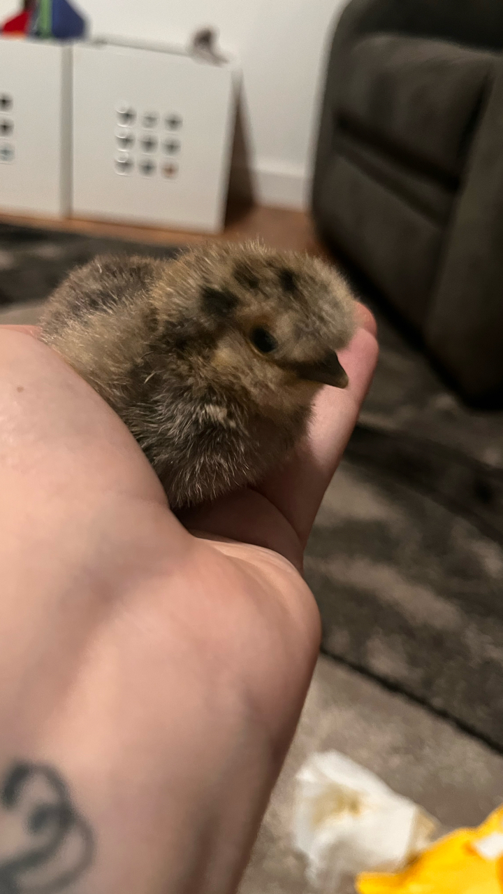silkie & polish chicks 6