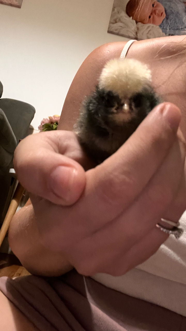silkie & polish chicks 4