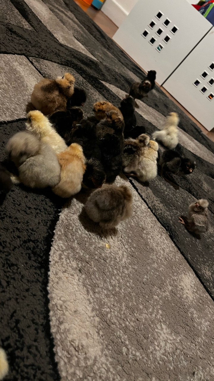 silkie & polish chicks
