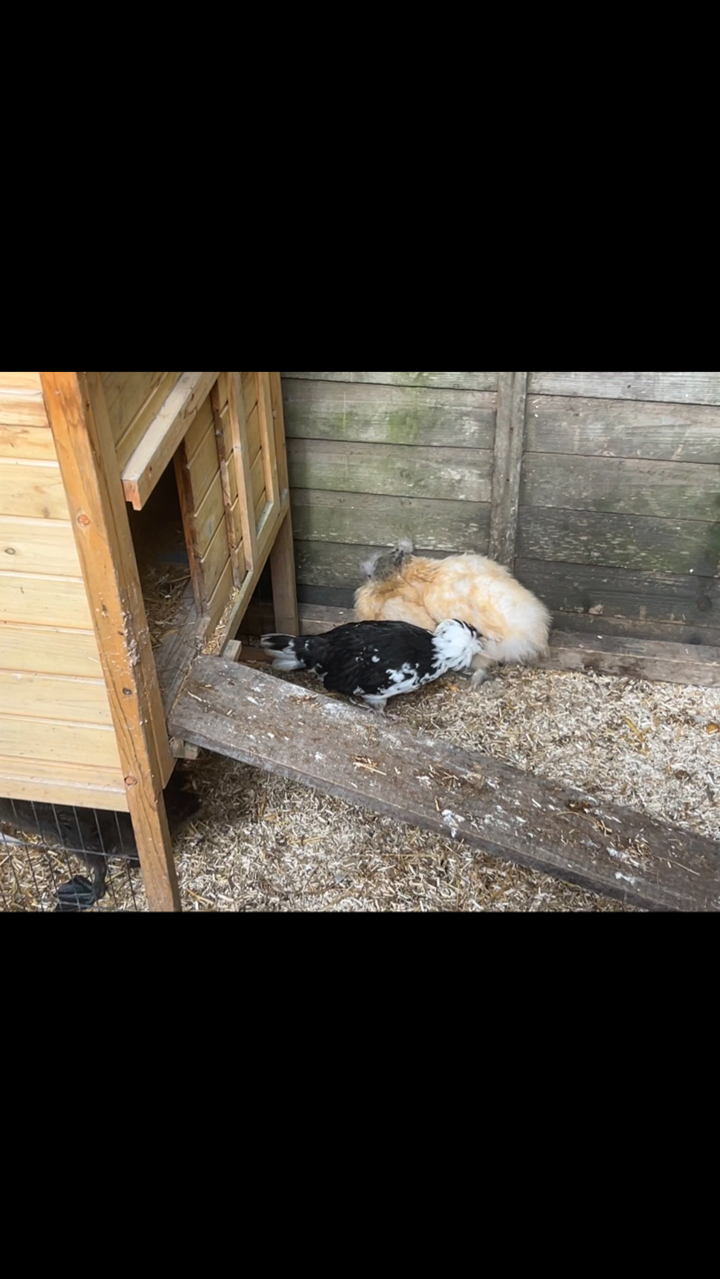 Polish & Silkie Cockbirds