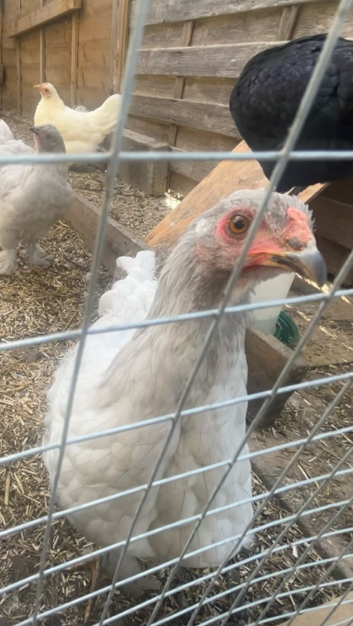 lavender Brahma 2