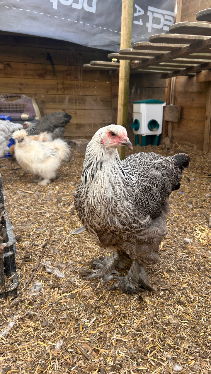 Brahma pullets x2