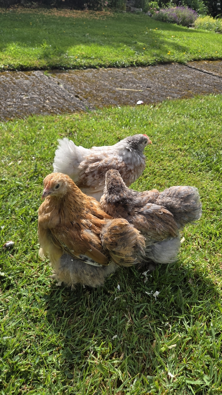 Trio of pekin bantams growers, 8 weeks