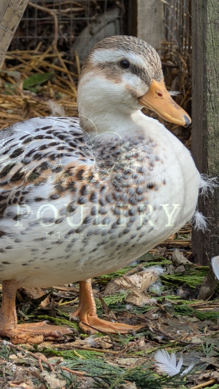 Miniature Silver Appleyard Hatching Eggs 2