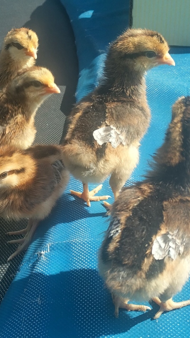 14 Day Old Chicks Mixed 3