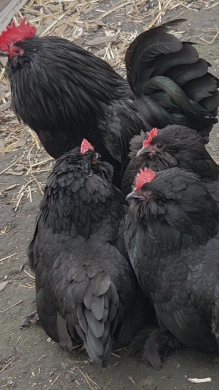 Barbu D'uccle chicks 5