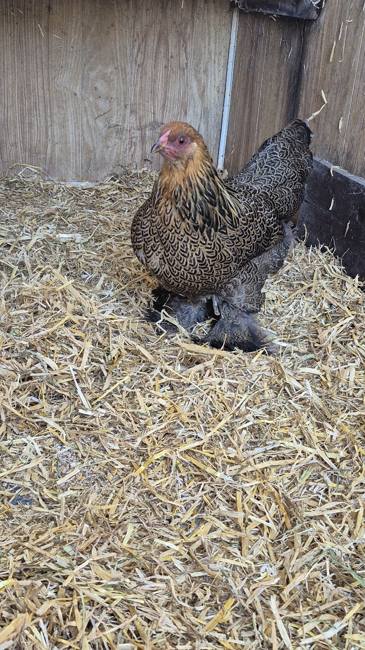 gold partridge brahma bantam trio