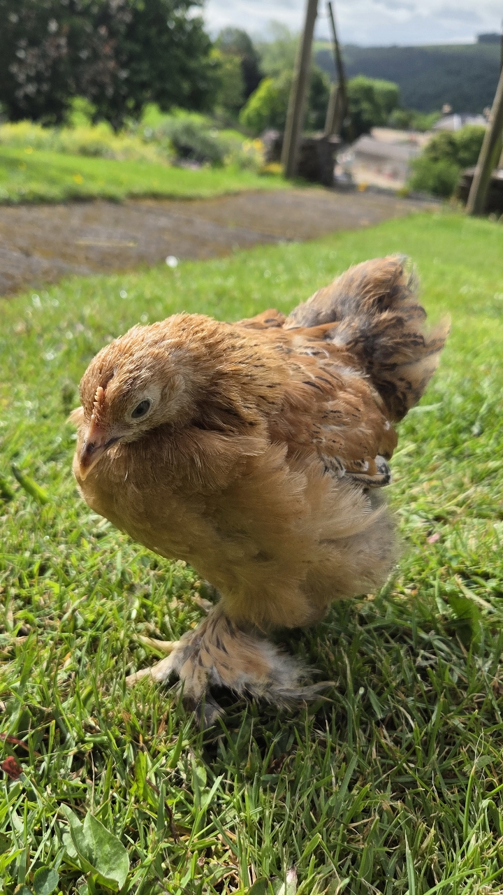 Trio of pekin bantams growers, 8 weeks 4