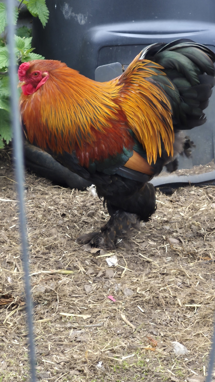 gold partridge brahma bantam trio 5