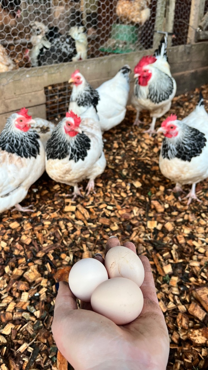 Light Sussex Bantam Hatching Eggs 2