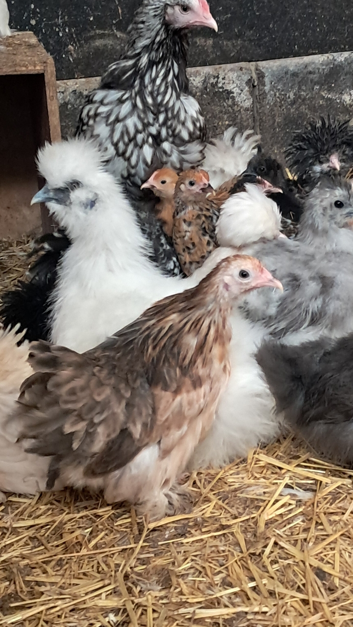pekin bantam pullets, various colours