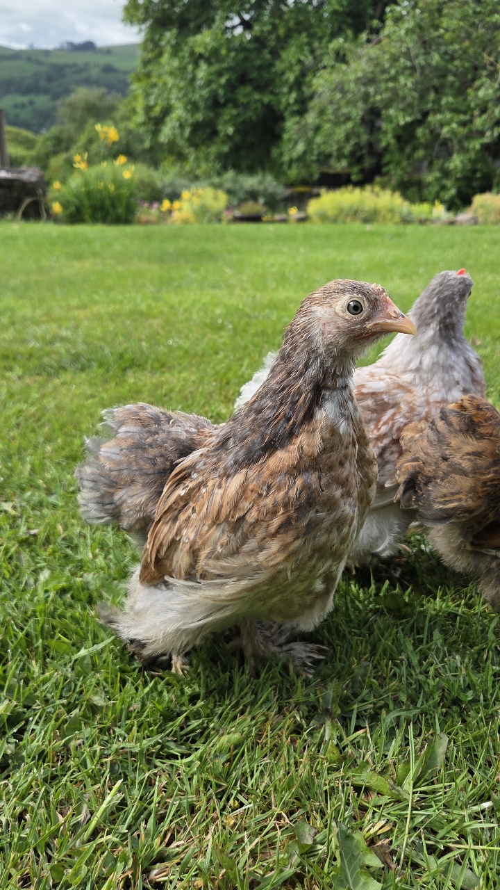 Trio of pekin bantams growers, 8 weeks 2