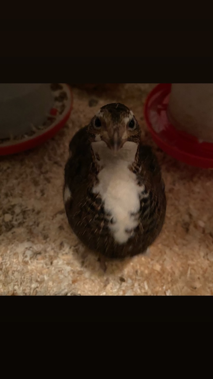 Quail hatching eggs 5