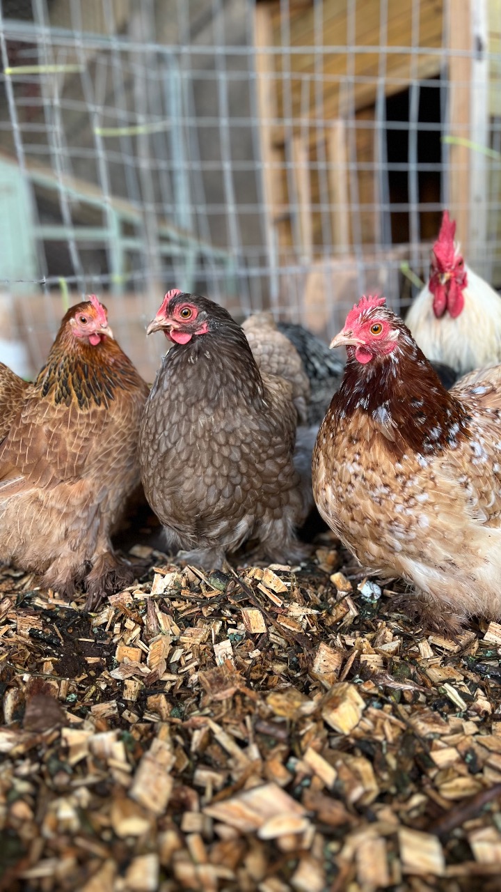 Millifleur Pekin Hatching Eggs 6