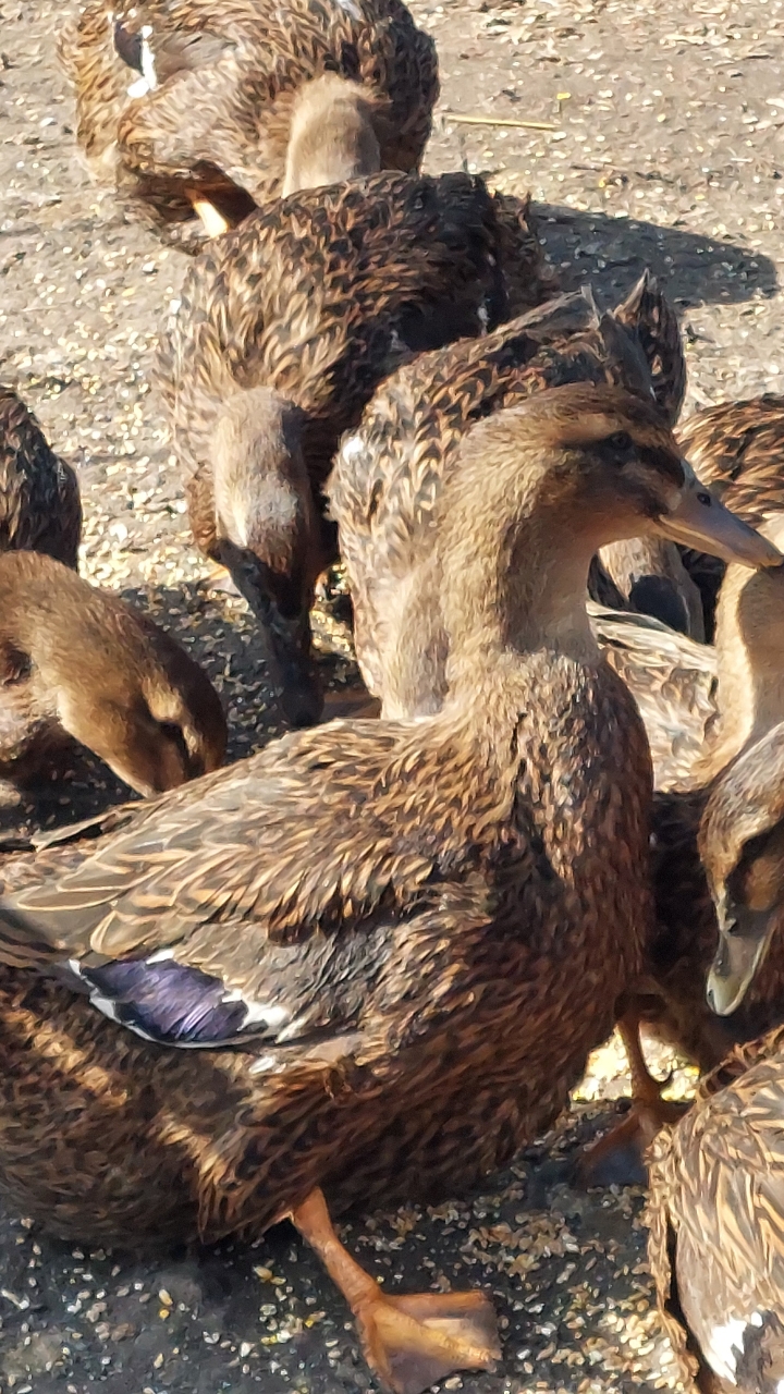 POL Rouen ducks