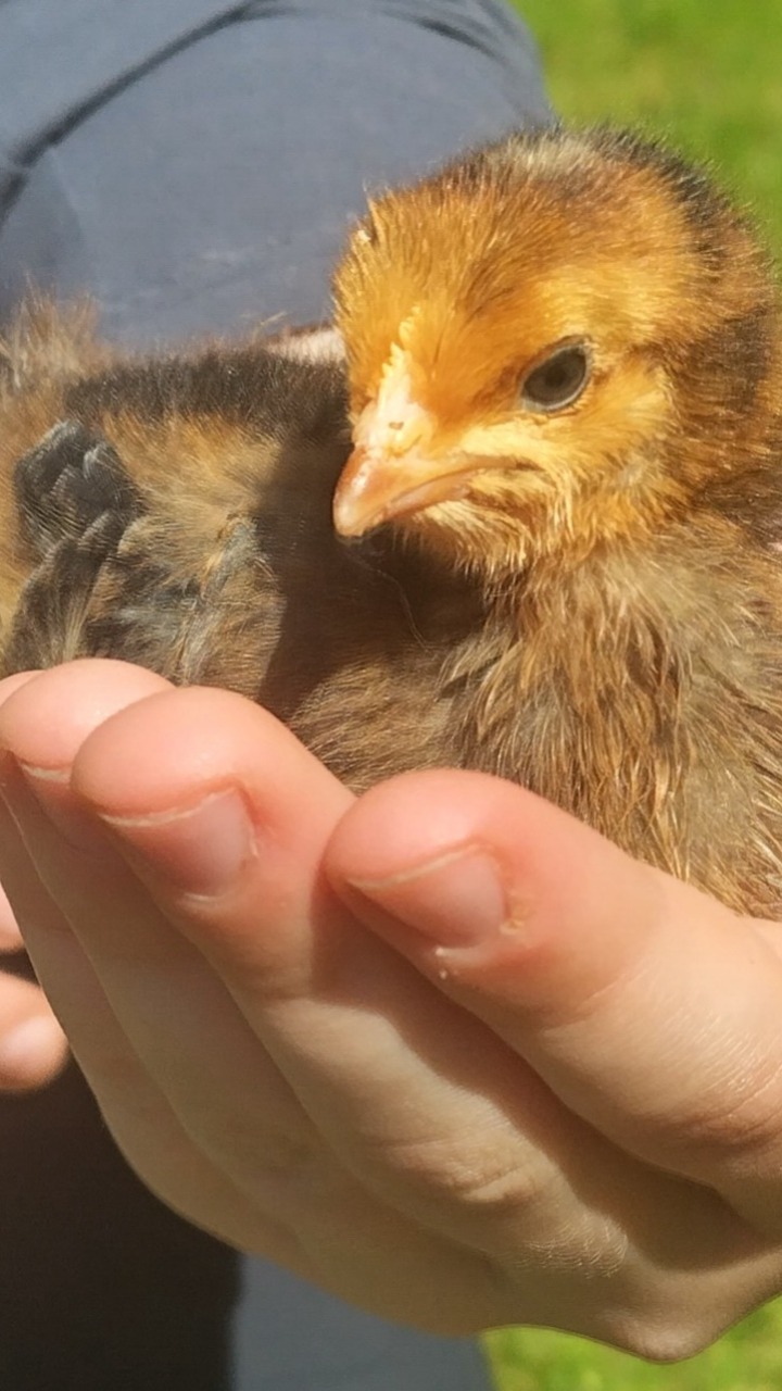 14 Day Old Chicks Mixed 5