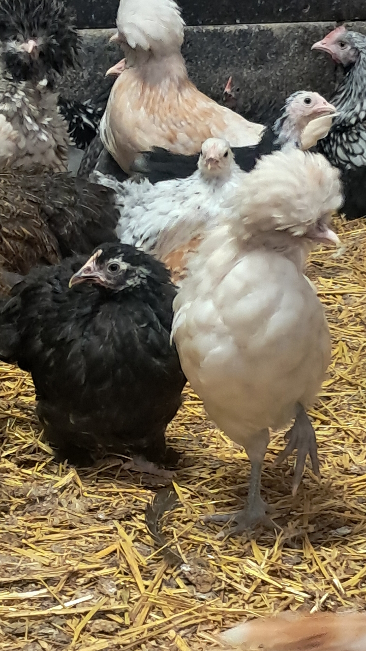 pekin bantam pullets, various colours 2