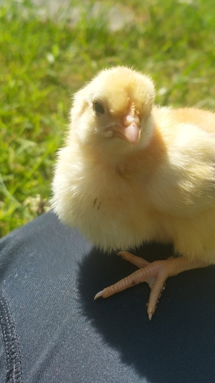 14 Day Old Chicks Mixed 7