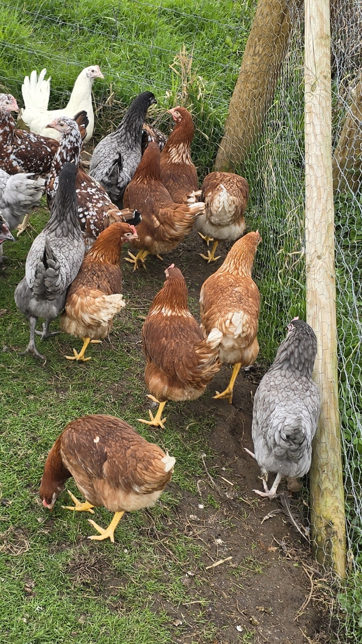 POL Hens 2