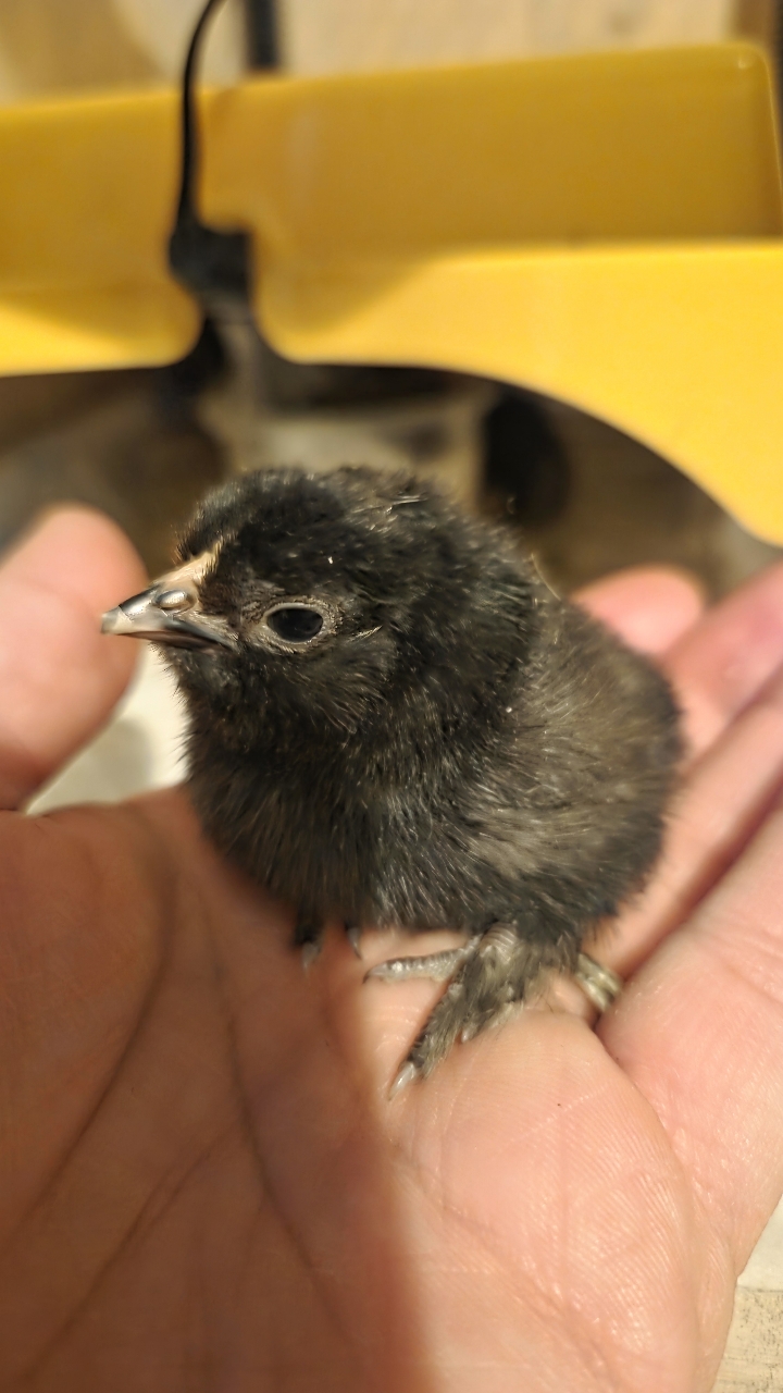 Barbu D'uccle chicks 3