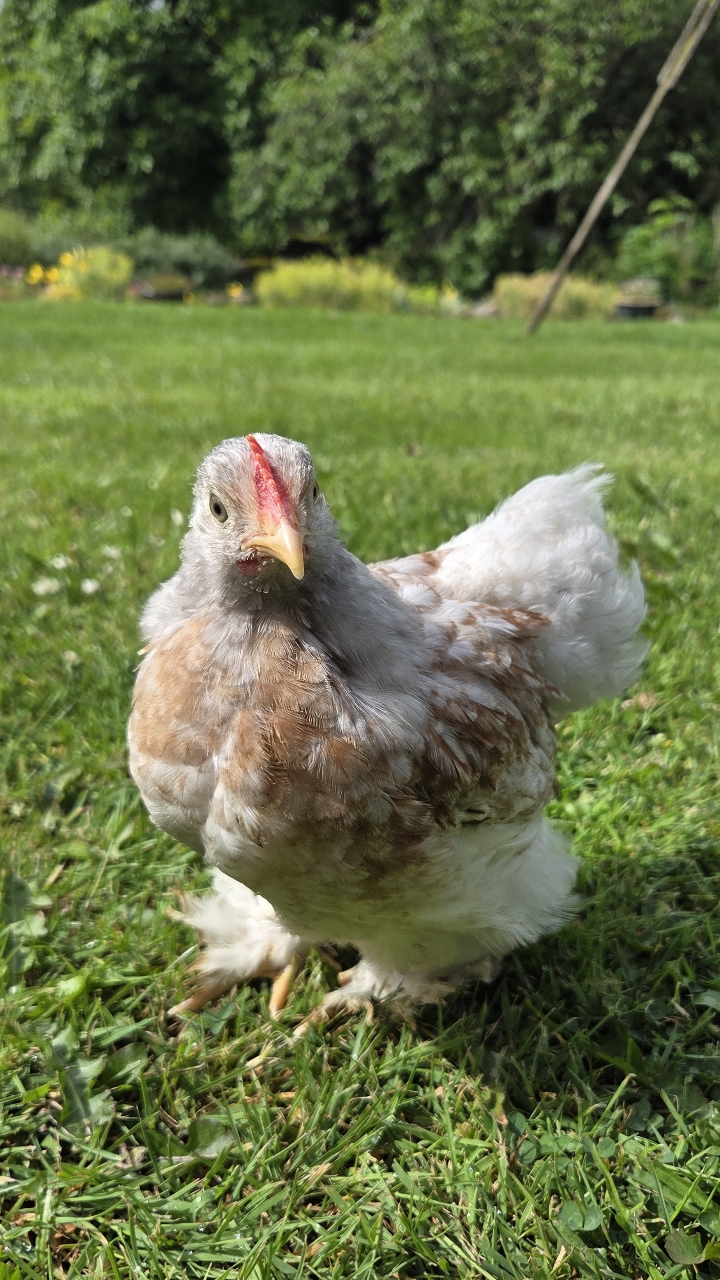 Trio of pekin bantams growers, 8 weeks 3
