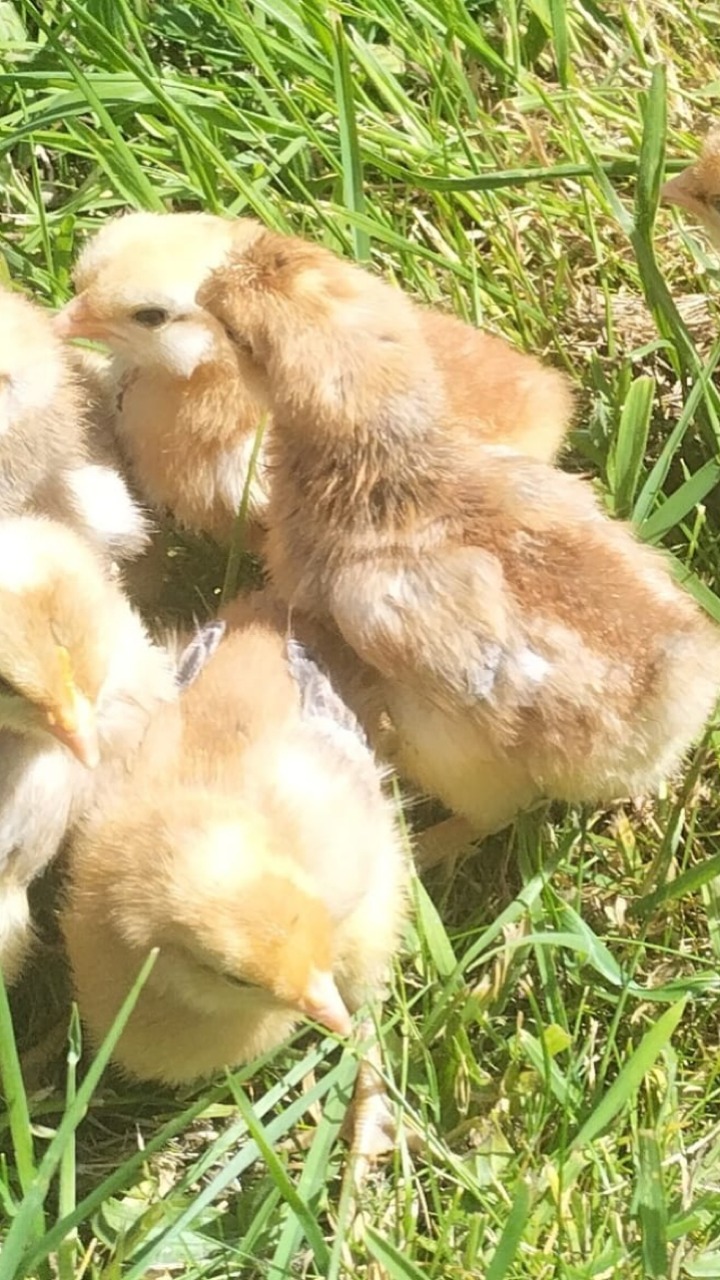 14 Day Old Chicks Mixed 9