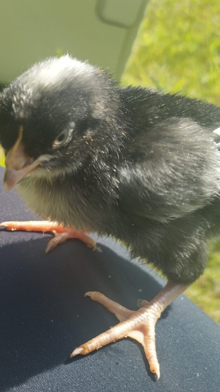 14 Day Old Chicks Mixed 10