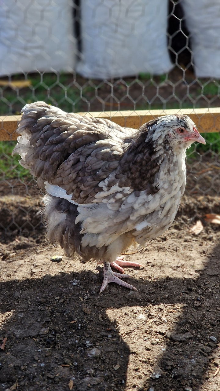 Blue & Black Mottled Orpingtons 2