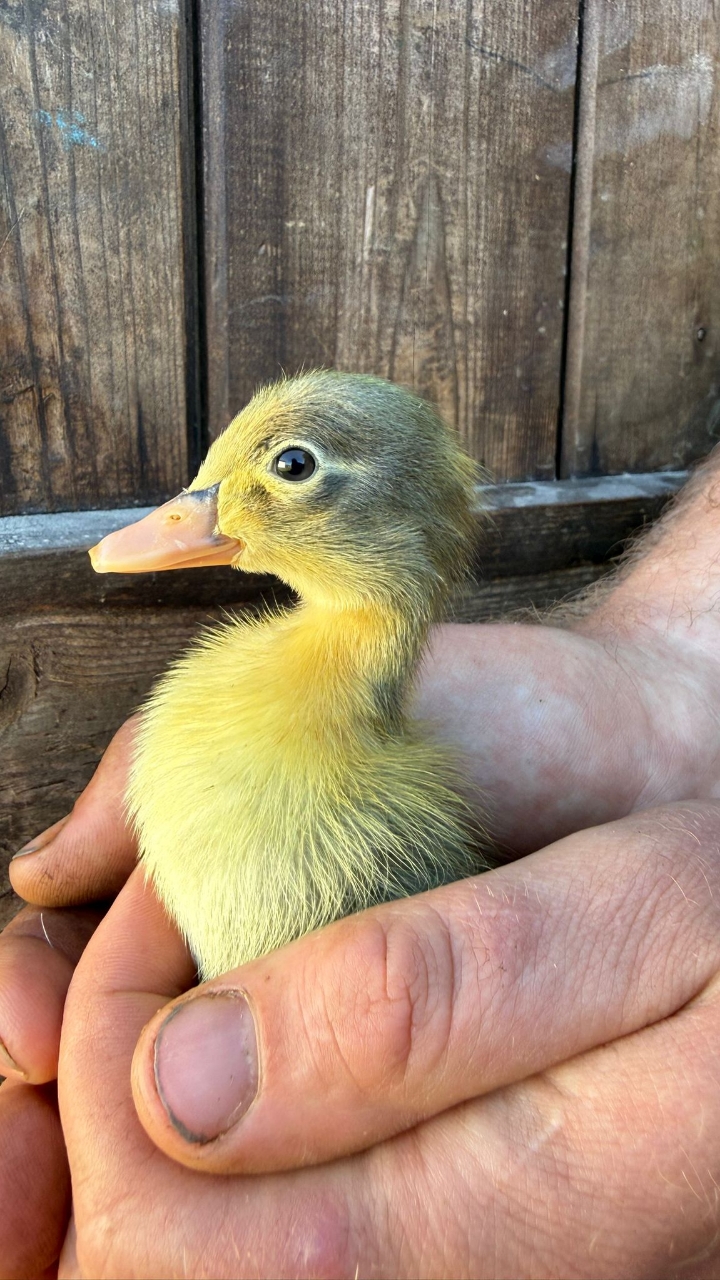 Ducklings Runners and White Campbells 3
