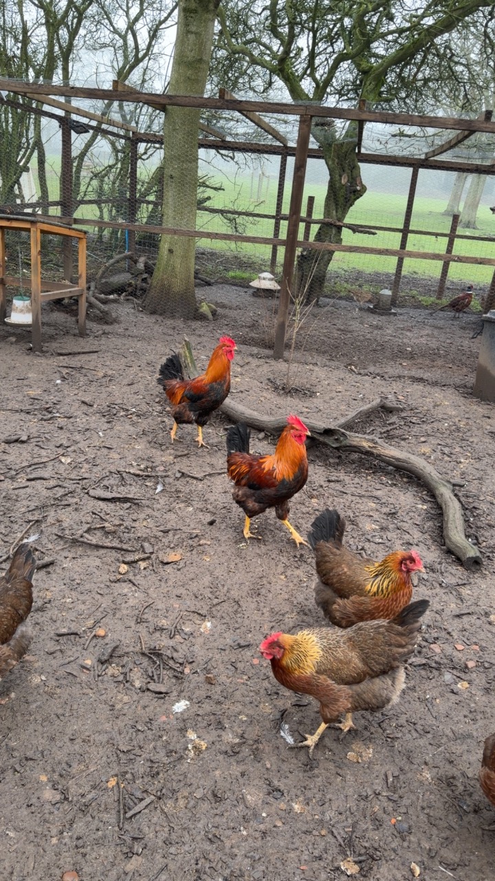 X6 rare breed Welsummer hatching eggs 2