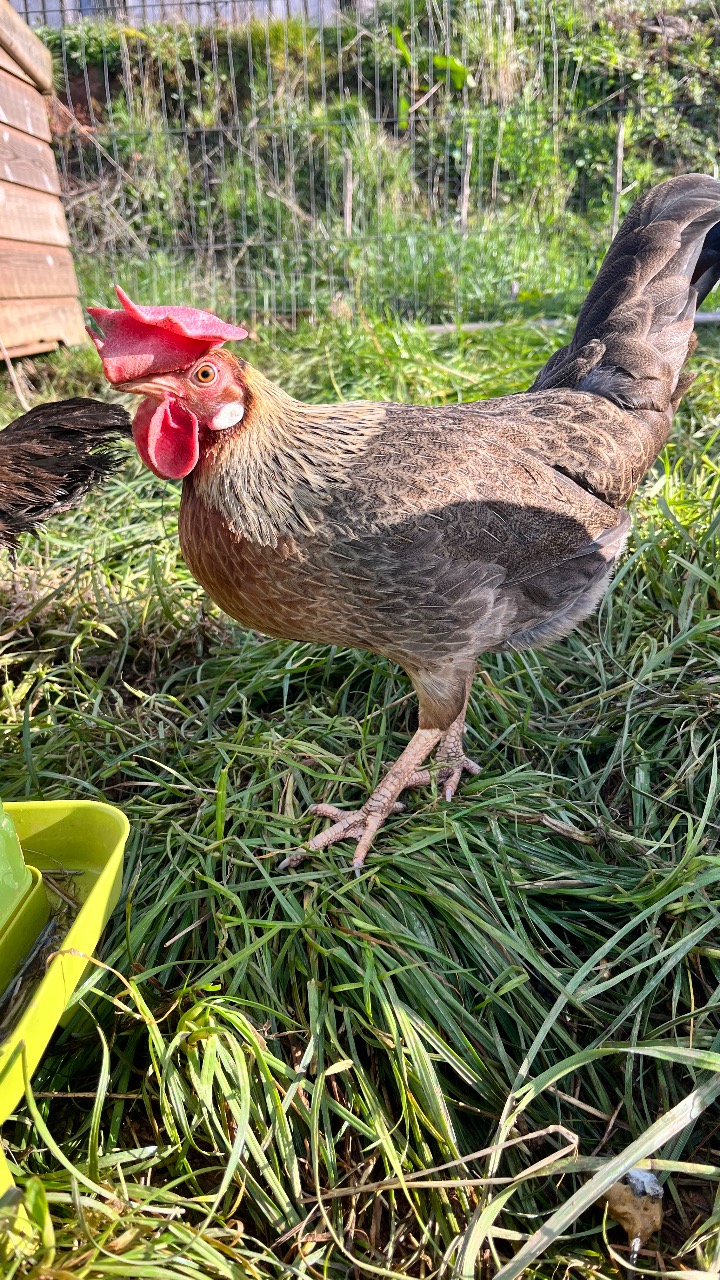 Brown Leghorn Split Hatching Eggs 3