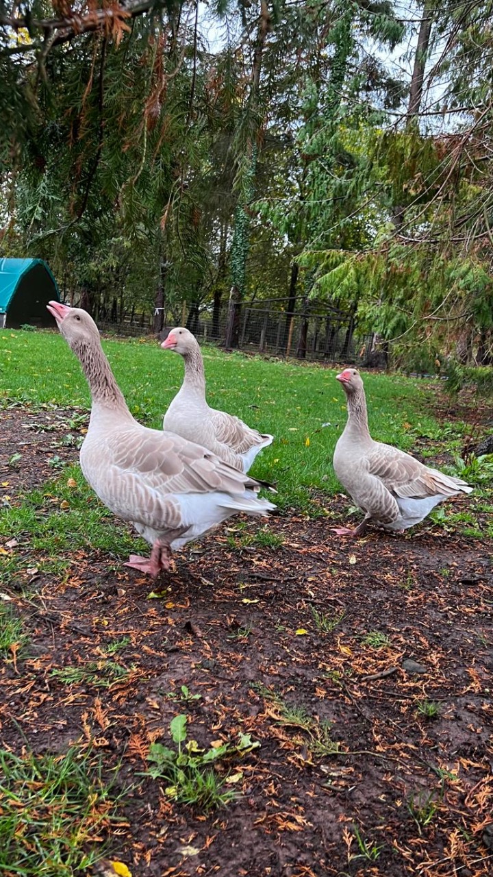 Brecon Buff Breeding Group WANTED 2