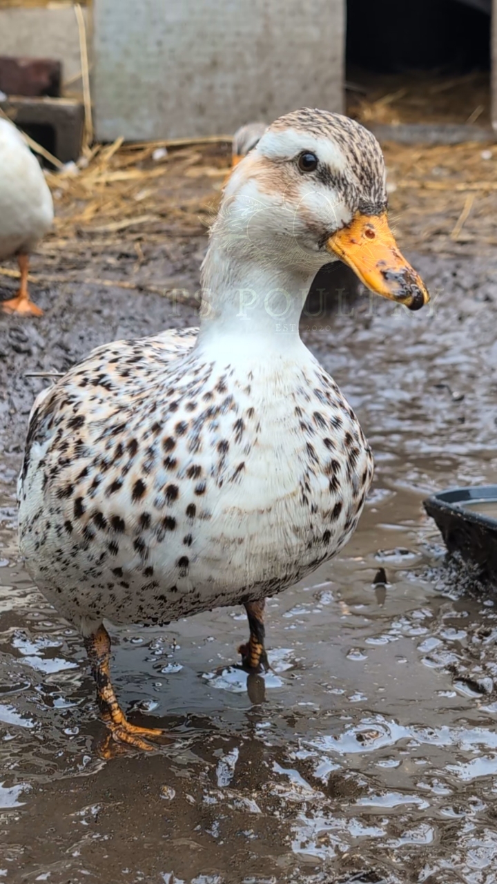 Miniature Silver Appleyard Hatching Eggs